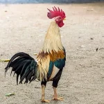037149900_1631598580-chicken-1719349_640