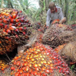 harga-tbs-sawit-di-riau-turun-235-persen-dari-minggu-lalu