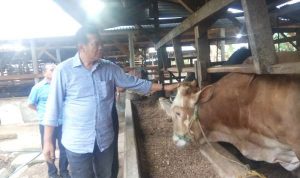 md-52819-Wali-Kota-Pekanbaru--Firdaus-meninjau-Kelompok-Ternak-Limosin-di-Desa-Astomulyo--Binaan-PT-Great-Giant-Livestock
