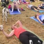 yoga-ditemani-kambing-para-peserta-merasa-lebih-tenang-TwTTajWzZ2