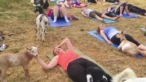 yoga-ditemani-kambing-para-peserta-merasa-lebih-tenang-TwTTajWzZ2