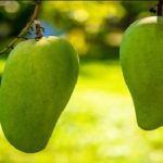 Buah Mangga