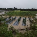 IMG-20181116-WA0005