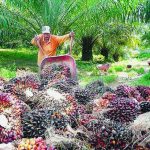 kebun-sawit