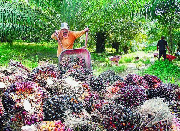kebun-sawit