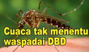 periode-januari-desember-341-kasus-dbd-terjadi-di-pekanbaru