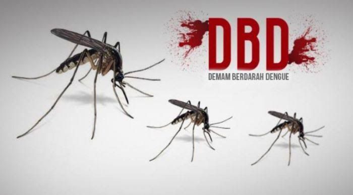 penderita-dbd-meningkat-cukup-signifikan