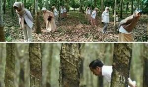 Berfoto di kebun karet