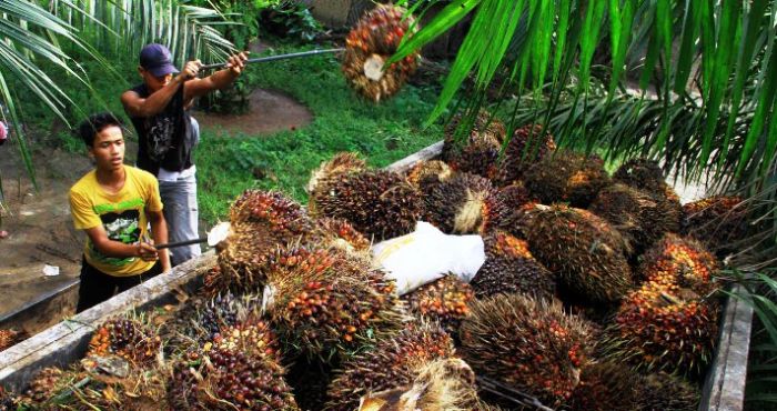 Harga TBS Kelapa Sawit di Riau  Turun Sebesar Rp91 89 per 