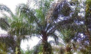 Kelapa sawit