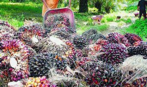 kebun-sawit copy