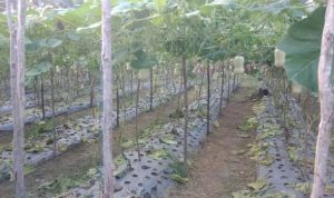 Lahan labu manis hannah butternut squash milik Suradi jalan Hangtuah Ujung, Pekanbaru, Riau .