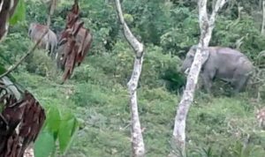 IMG-20190613-WA0007