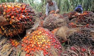 harga-tbs-kelapa-sawit-di-riau-pekan-ini-turun-rp1264-per-kg