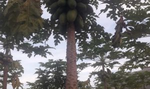 menikmati-sensasi-petik-buah-langsung-dari-pohon-di-melati-garden