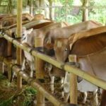 43sapi-potong