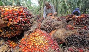 harga-tbs-kelapa-sawit-naik-rp1829-per-kg