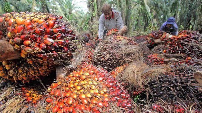 harga-tbs-kelapa-sawit-naik-rp1829-per-kg