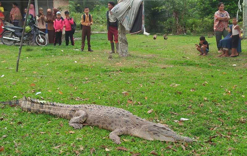 Buaya Masuk Permukiman, Warga Siak Heboh - MoralRiau.com