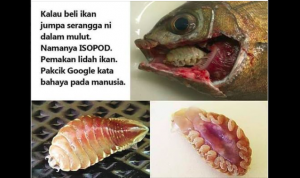 Viral parasit ikan.