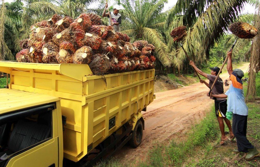 harga-tbs-kelapa-sawit-di-riau-naik-dipicu-meningkatnya-permintaan-pasar
