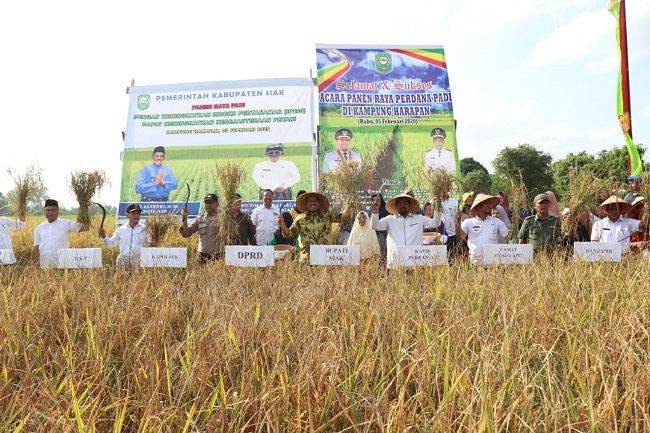 Panen perdana di persawahan Tanjung Pelelang, Dusun Benio, Kampung Harapan, Kecamatan Sungai Apit.