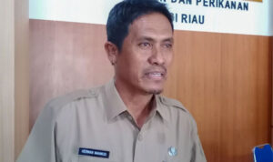 Kadis