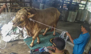 SAPI