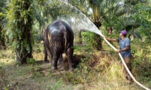 bbksda-riau-evakuasi-gajah-tunggal
