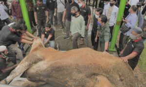 penyembelihan-sapi-kurban-presiden