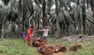 panen-cuan-petani-sawit-di-siak-d