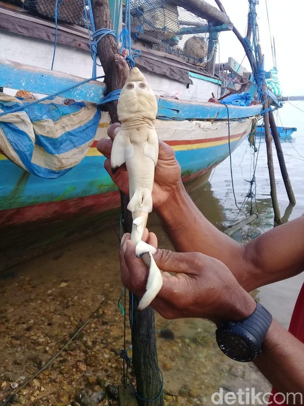 viral-ikan-berwajah-mirip-manusia-ditemukan-di-rote-ndao-ntt-dok-polda-ntt-5_34