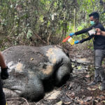 GAJAH