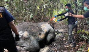 GAJAH