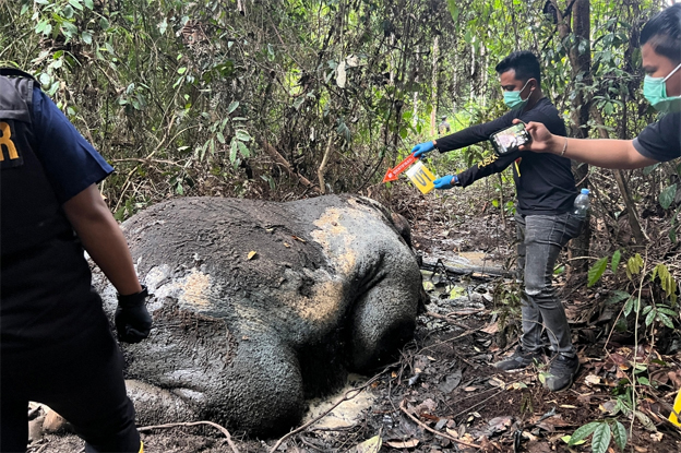 GAJAH