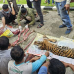 Harimau