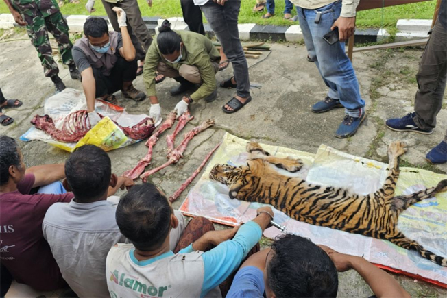 Harimau