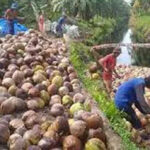 Kelapa