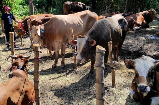 SAPI