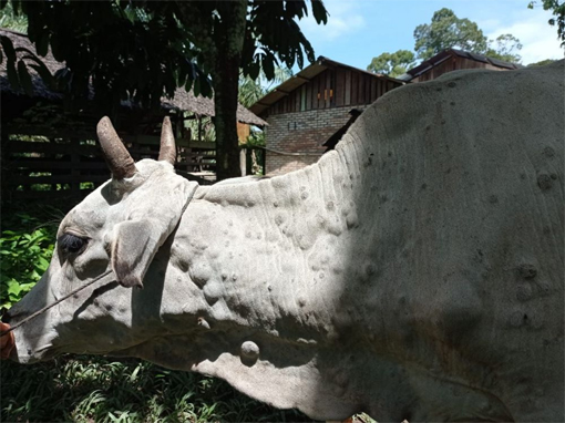 Sapi