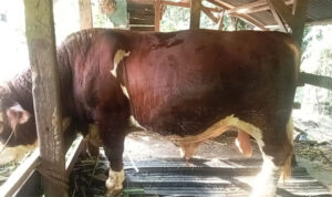 Sapi