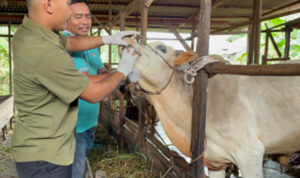 Sapi