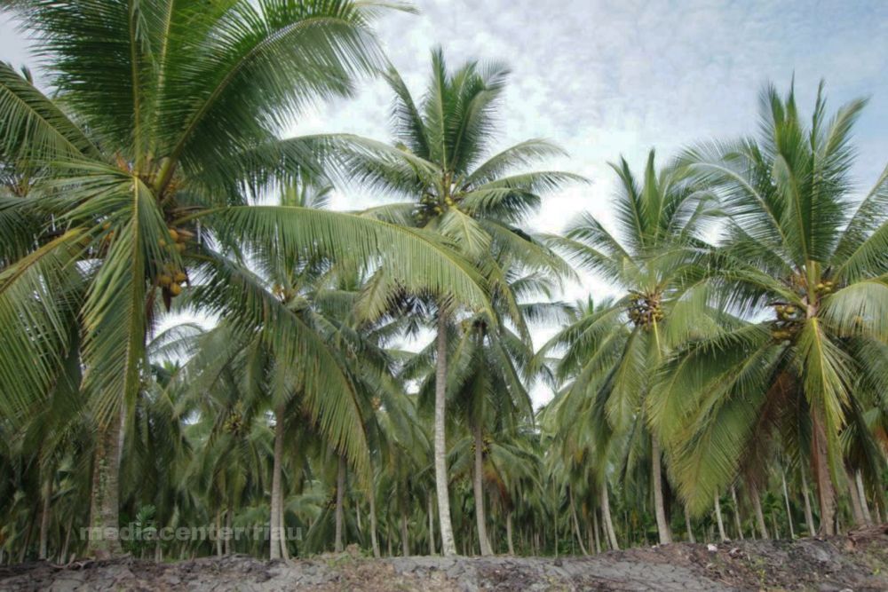berapa-luas-kebun-kelapa-di-riau-i