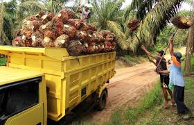 berikut-daftar-harga-tbs-kelapa-saw