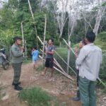 beruang-madu-muncul-kebun-karet-war