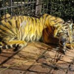 detik-detik-anak-harimau-sumatera-m