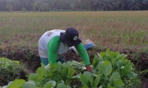 dibimbing-brgm-petani-di-riau-suks