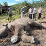 gajah