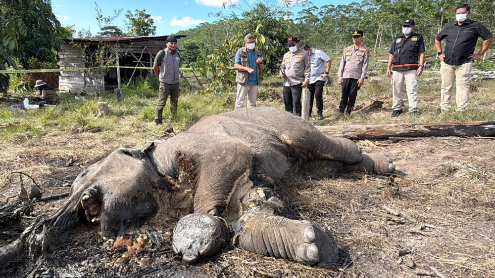 gajah