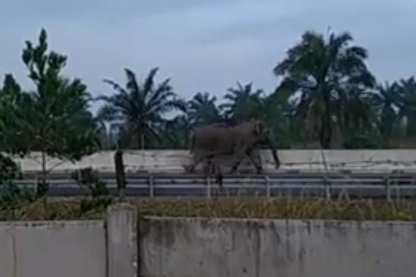 gajah-sumatera-masuk-jalan-tol-peka